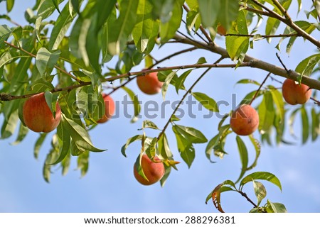 Branch of a peach tree with ripe fruits against the blue sky