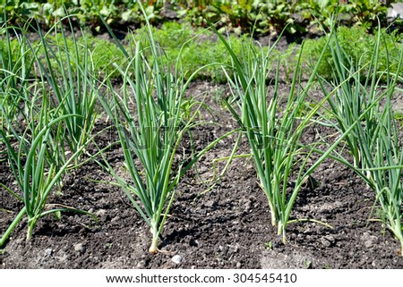 RUSSIA - JULY 03, 2015: The green onions grow on a bed (food security)