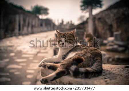 King cat of Ephesus