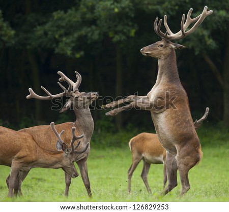 This image was taken in Hungary. On the picture can see three deers . One is \
