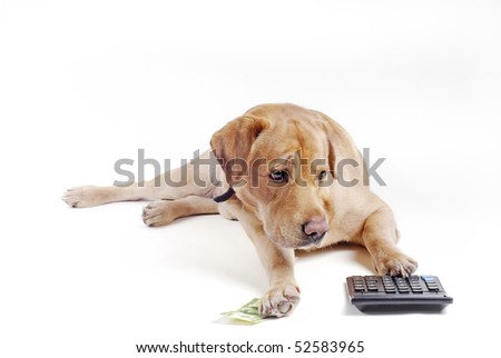 Dog count money on the calculator