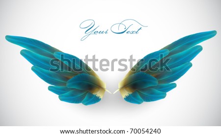 vector bird wing illustration