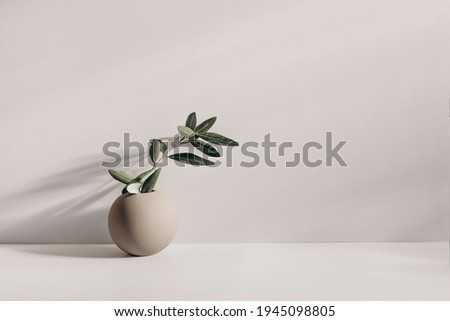 Modern summer still life photo. Beige ball shaped vase with green olive tree branch in sunlight with long shadows.Beige table wall background. Empty copy space. Elegant lifestyle Mediterranean scene.