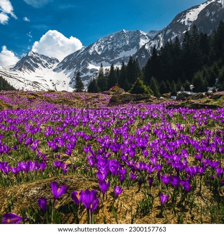 Similar – Image, Stock Photo Flowery Crocus flowers