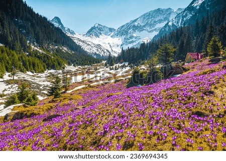 Similar – Image, Stock Photo Flowery Crocus flowers