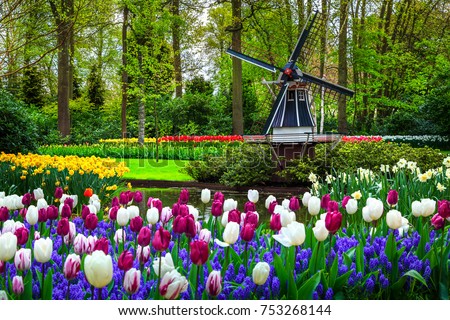 Similar – Image, Stock Photo Bulb of spring flowers on table