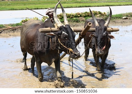 KERALA INDIA-AUGUST 20:Farmers plowing agricultural field in traditional way where a plow is attached to bulls on AUGUST 20, 2013 KERALA,SOUTH INDIA.
