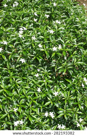 Gardenia Crape Jasmine plant.