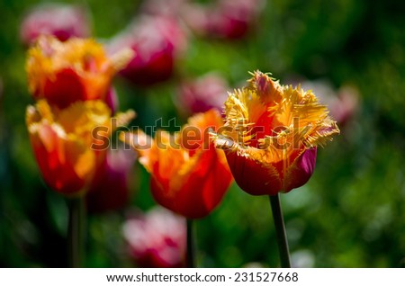 beautiful tulips in gold, orange and red, bloom in the late afternoon sun in Holland Michigan