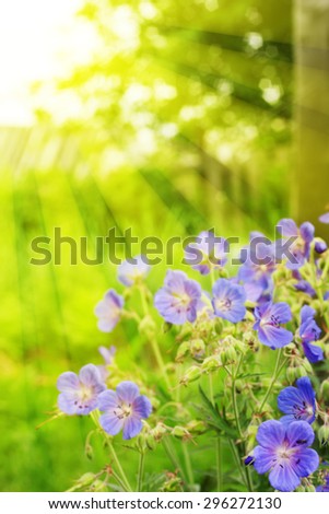 purple wildflowers . Garden Village . the lights of a sun. eating place for inscriptions . Bright summer photo