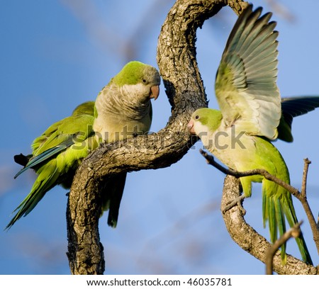 Three Monk Parakeets perched and interacting in a tangle of branches - Buenos Aires.