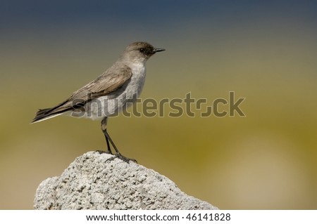 A Dark-faced Ground-Tyrant perched on a rock facing right - Falkland Islands.