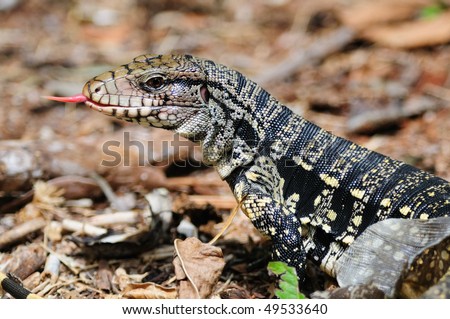 A Golden Tegu (lizard) tasting the air with its tongue and shedding its skin - Iguazu