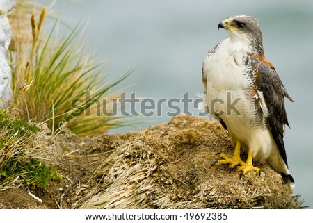 A Red-backed Hawk perched on a grassy ledge - Falklands
