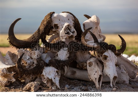 animal skulls,buy animal skull,types of animal skulls,animal skulls photo,skull pets,bones of the skull of an animal,Pictures animal skulls,Skull different animals,animal skulls for sale