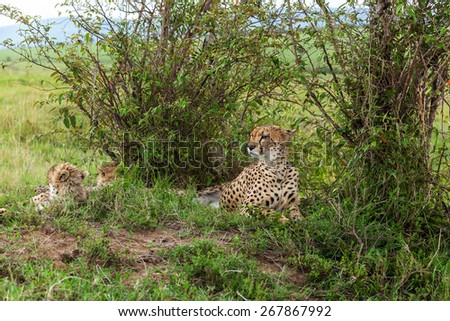 Cheetah with cub in Masai Mara, cheetah, safari,nature, kenya, national
