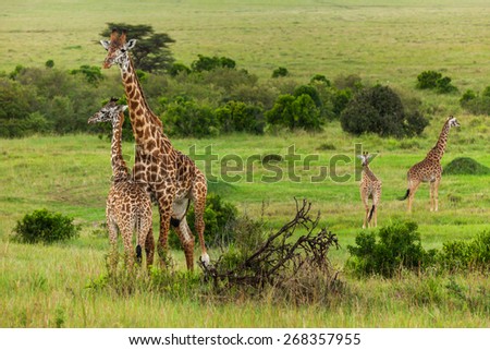 giraffes Maasai Mara National Park, Kenya, animal, wildlife, mammal, safari, uganda, camelopardalis, white