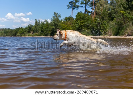 Labrador bathing in the river, spray stick team jump, nature landscape freedom animals