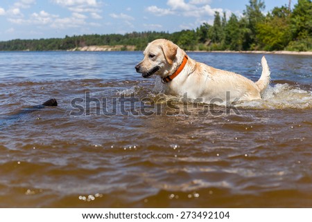 Labrador bathing in the river, spray stick team jump, nature landscape freedom animals