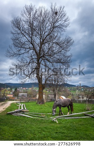 Horses in the countryside, horses an apple, hobbled horse, chain, ruins, gray, nature, poverty, misery, self-pity, despair, animal welfare