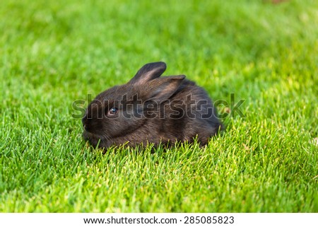 Black Rabbit, Rabbit on the lawn Rabbit on the green grass, a frightened rabbit, rabbit and child.