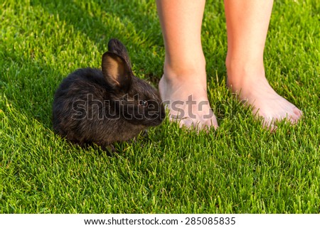 Black Rabbit, Rabbit on the lawn Rabbit on the green grass, a frightened rabbit, rabbit and child.