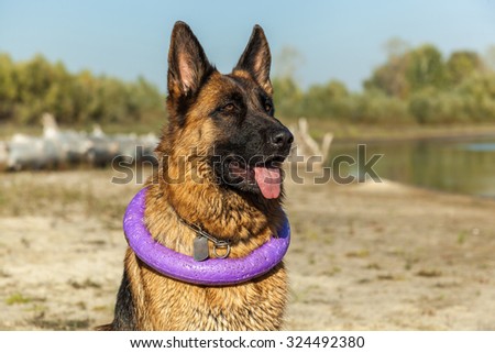 german shepherd, man\'s best friend, favorite, pet, guard dog, sheep dog for a walk