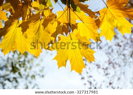 yellow maple leaves, autumn park, golden Autumn time, the yellow leaves on the branches, about autumn, autumn theme, design, creativity