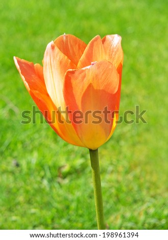 Single Tulip with Green Grass Foreground
