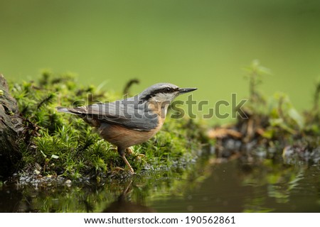 Nuthatch drinking in a pond near a bird hide