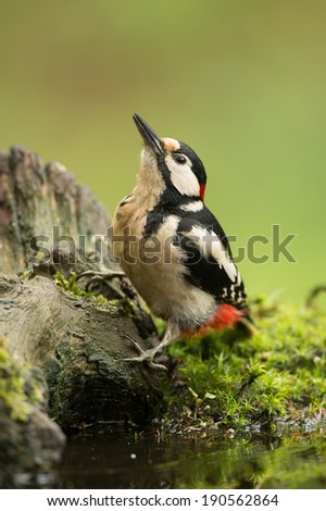 woodpecker sitting near a pond at a bird hide