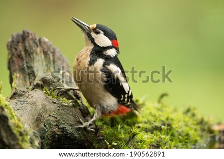 woodpecker near a bird hide
