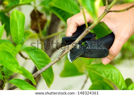 Pruning shrubs with sharp pruners