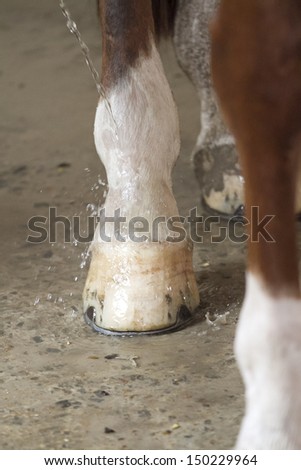 Washing of the the horse\'s legs in the shower after the walk.