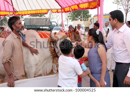 HYDERABAD,AP,INDIA-MACH 30:People  in pradakshana around cows during  Desi Cow Mela of  indigenous breeds  on March 30,2012 in Hyderabad,Ap,India.Cow is holy for Hindus with mention in the epics.