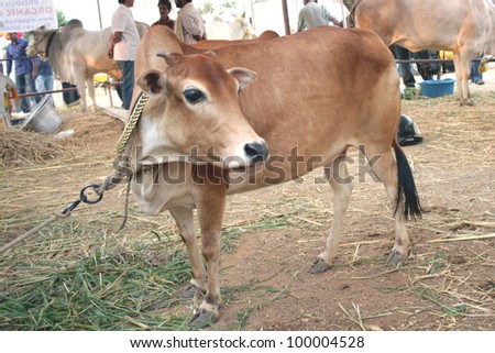 HYDERABAD,AP,INDIA-MACH 30:2.6ft.height dwarf worlds smallest cow in Exhibited in Desi Cow Mela of  indigenous 29 existing breeds  on March 30,2012 in Hyderabad,Ap,India.Cows are holyfor Hindus.