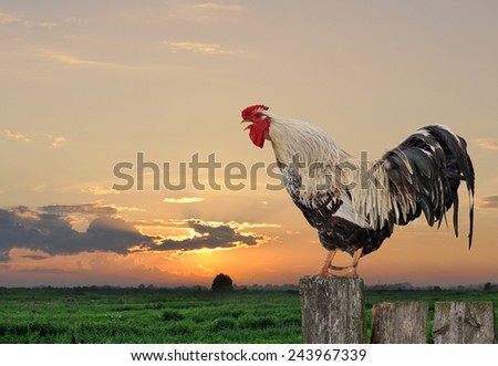 cock against the sky