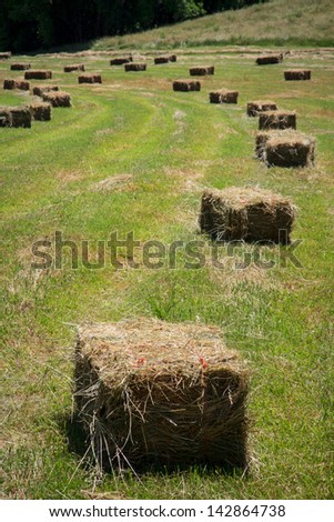 Square hay bales lay in a freshly mowed field