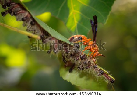 A red wasp preys on hairy, striped caterpillars congregated on a leaf