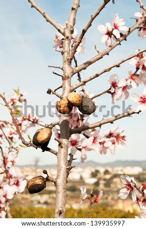 Almonds hanging on tree with landscape background.