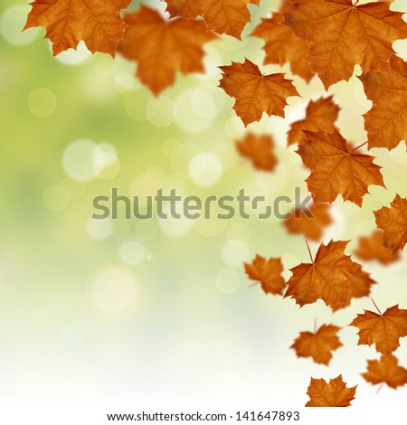Autumn Fall of red maple leaves on the blurred background