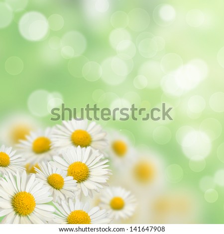 Many Daisies on the blurred background