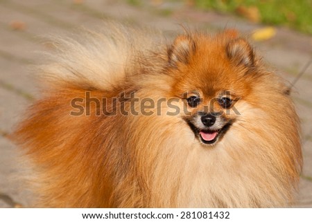 Pomeranian (often known as a Pom or Pom Pom) is a breed of dog of the Spitz type.