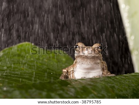 Grey Tree frog in the rain