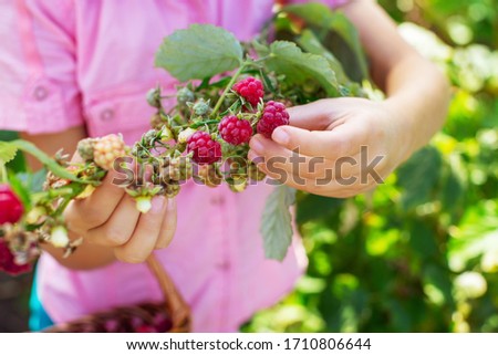 Similar – Mädchen pflückt im Garten Himbeeren vom Strauch