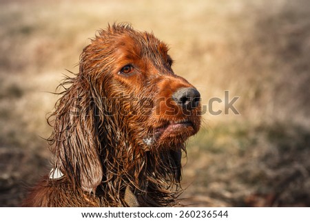 Very dirty and wet puppy of irish setter
