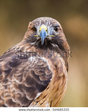 Red Tailed Hawk / Red Tailed Hawk / One Eyed Red Tailed Hawk
