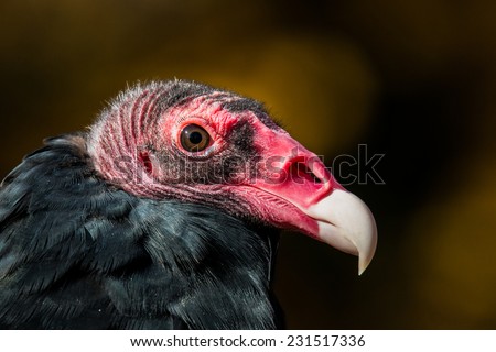 Turkey Vulture/Turkey Vulture Tight Profile/Turkey Vulture Head Close up