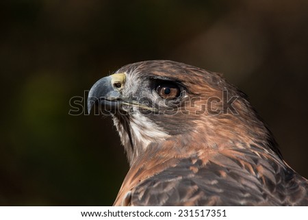 Red Tailed Hawk Portrait/Red Tailed Hawk Profile/Red Tailed hawk looking left 1