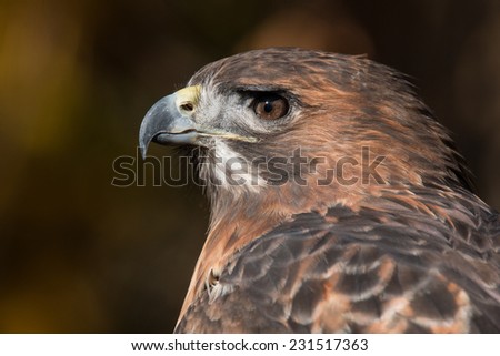 Red Tailed Hawk Portrait/Red Tailed Hawk Up Close/ Red Tailed Hawk Profile 1